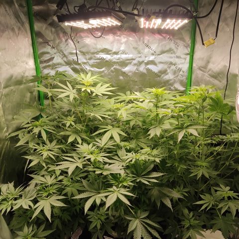 Banana Kush Mint growlog timeline photo
