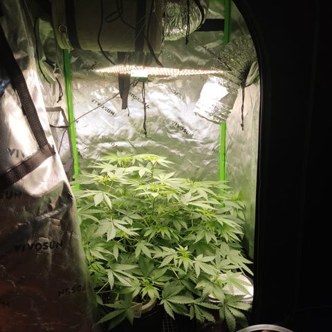 Sour diesel + LSD  Need Seed  growlog timeline photo