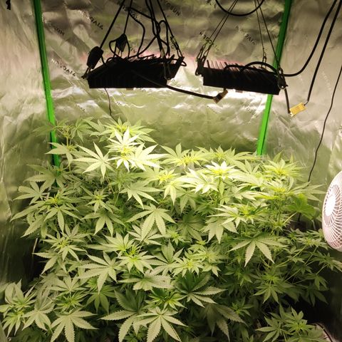 White widow Royal queen growlog timeline photo