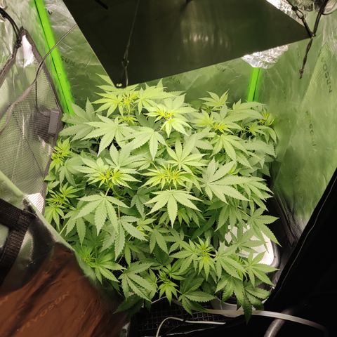Sour diesel + LSD  Need Seed  growlog timeline photo