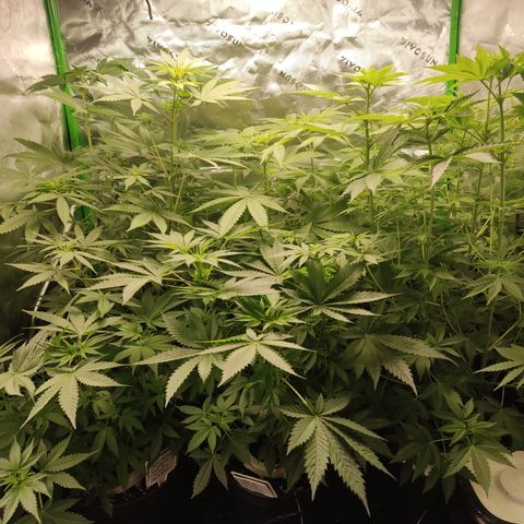 White widow Royal queen growlog timeline photo