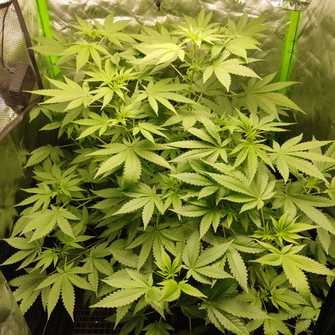 Sour diesel + LSD  Need Seed  growlog timeline photo