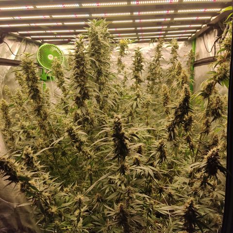 Gorila 1 growlog timeline photo