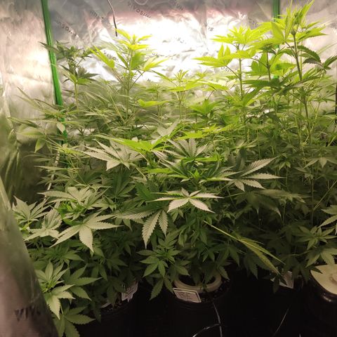 Cindy's 99 Blim Burn growlog timeline photo