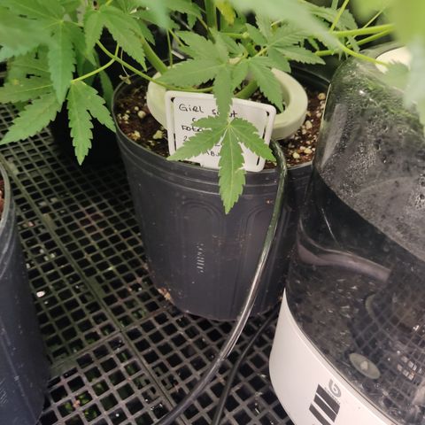 Girl Scout Cookies Blim Burn growlog timeline photo