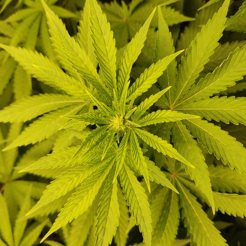 White widow Royal queen growlog timeline photo