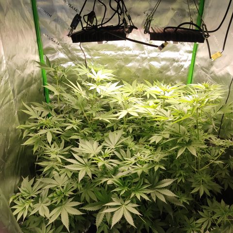 Banana Kush Mint growlog timeline photo