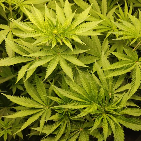 White widow Royal queen growlog timeline photo