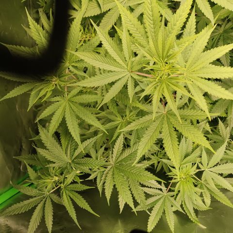 White widow Royal queen growlog timeline photo