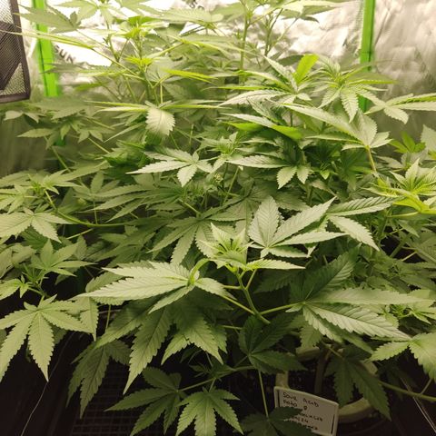 Girl Scout Cookies Blim Burn growlog timeline photo