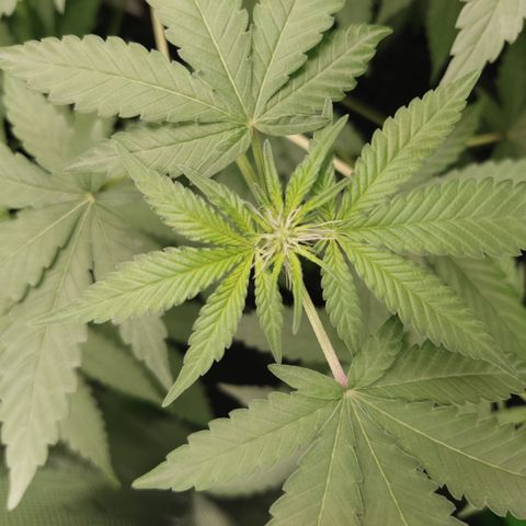 Sour diesel + LSD  Need Seed  growlog timeline photo
