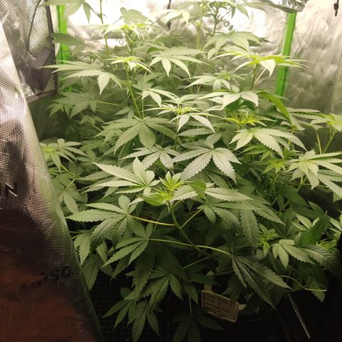 Sour diesel + LSD  Need Seed  growlog timeline photo