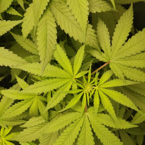 Sour diesel + LSD  Need Seed  growlog timeline photo