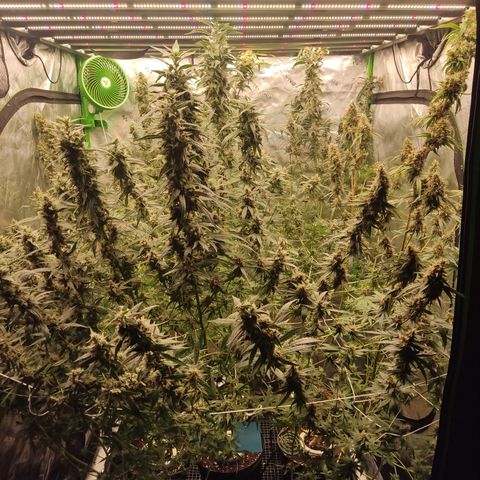 Gorila 1 growlog timeline photo