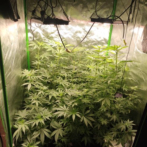 Banana Kush Mint growlog timeline photo
