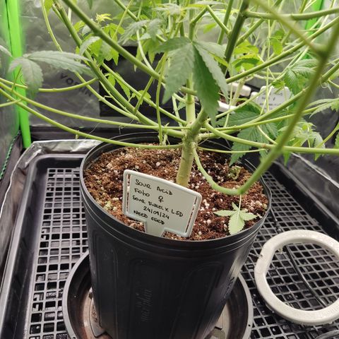 Sour diesel + LSD  Need Seed  growlog timeline photo
