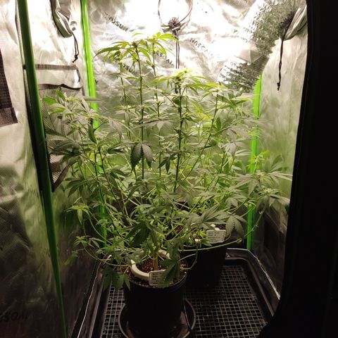 Sour diesel + LSD  Need Seed  growlog timeline photo