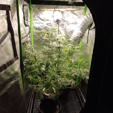 Sour diesel + LSD  Need Seed  growlog timeline photo