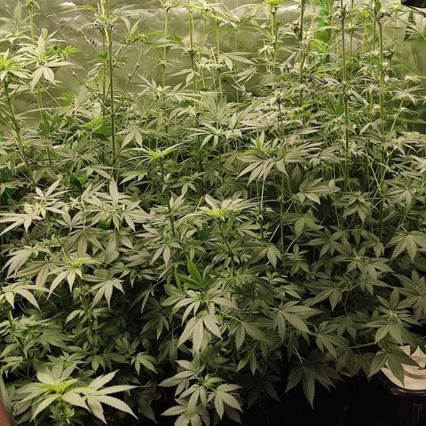 Banana Kush Mint growlog timeline photo