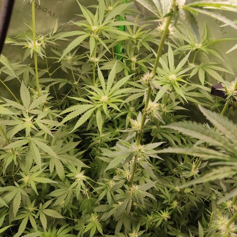 Banana Kush Mint growlog timeline photo