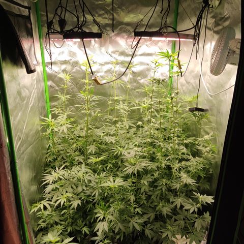 Banana Kush Mint growlog timeline photo