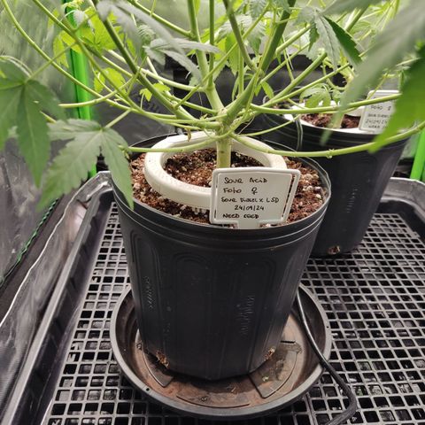 Sour diesel + LSD  Need Seed  growlog timeline photo