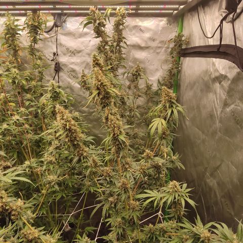 Gorila 1 growlog timeline photo