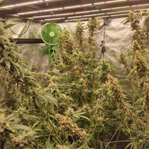 Gorila 1 growlog timeline photo