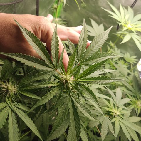 Sour diesel + LSD  Need Seed  growlog timeline photo