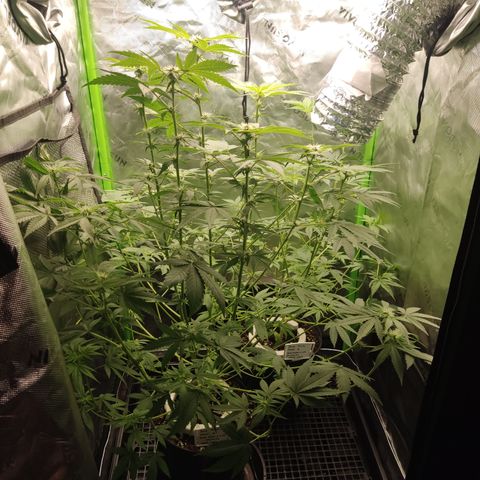 Sour diesel + LSD  Need Seed  growlog timeline photo