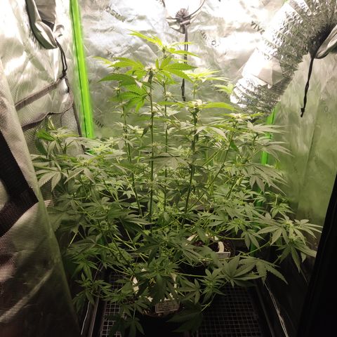 Sour diesel + LSD  Need Seed  growlog timeline photo
