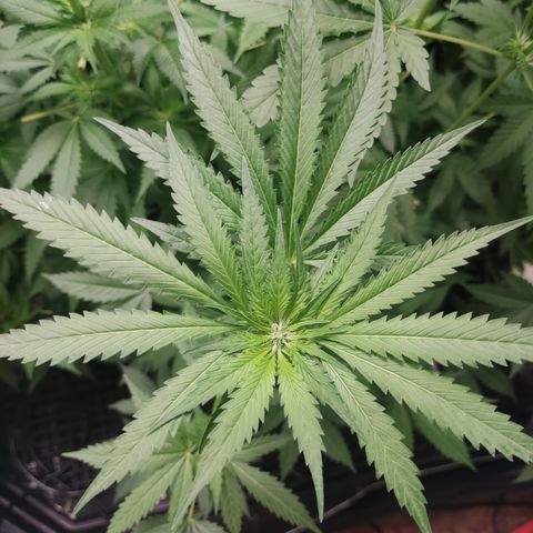 Banana Kush Mint growlog timeline photo