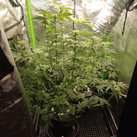 Banana Kush Mint growlog timeline photo