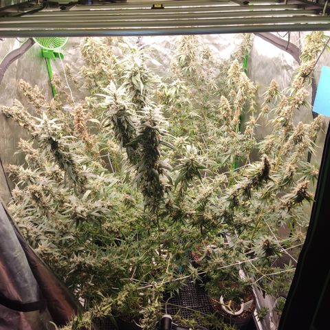 Gorila 1 growlog timeline photo