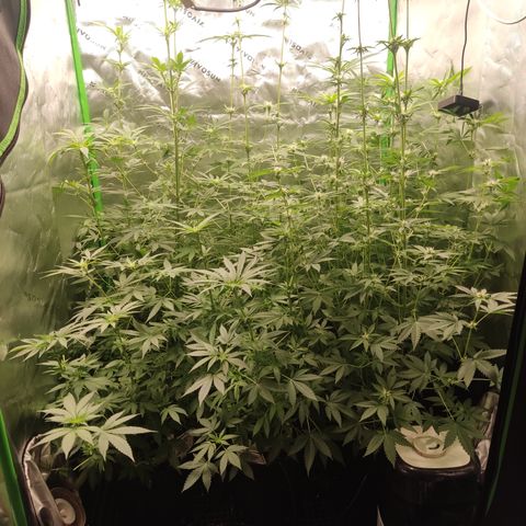 Banana Kush Mint growlog timeline photo