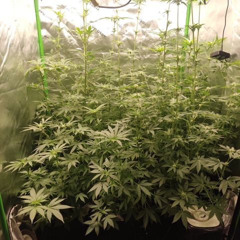 Banana Kush Mint growlog timeline photo