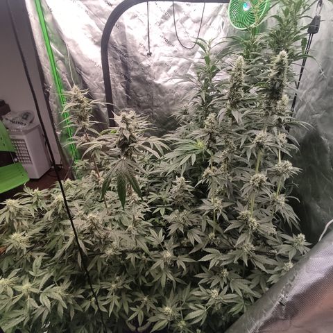 Girl Scout Cookies Blim Burn growlog timeline photo