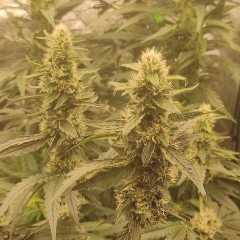 Girl Scout Cookies Blim Burn growlog timeline photo