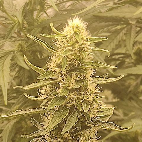 Girl Scout Cookies Blim Burn growlog timeline photo