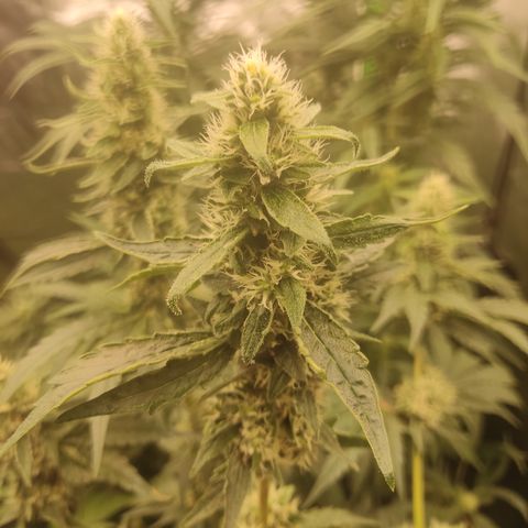 Girl Scout Cookies Blim Burn growlog timeline photo