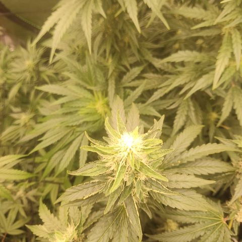Girl Scout Cookies Blim Burn growlog timeline photo