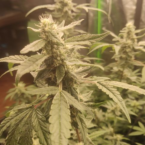 Banana Kush Mint growlog timeline photo