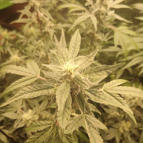 Banana Kush Mint growlog timeline photo