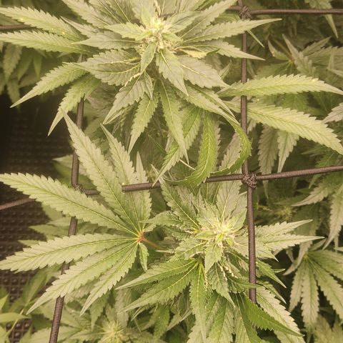 Sour diesel + LSD  Need Seed  growlog timeline photo