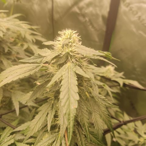 Sour diesel + LSD  Need Seed  growlog timeline photo