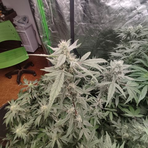 Banana Kush Mint growlog timeline photo