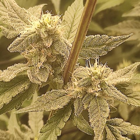 Banana Kush Mint growlog timeline photo