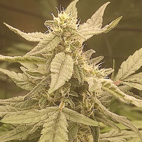 Banana Kush Mint growlog timeline photo