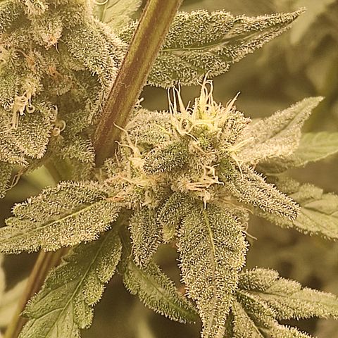 Banana Kush Mint growlog timeline photo