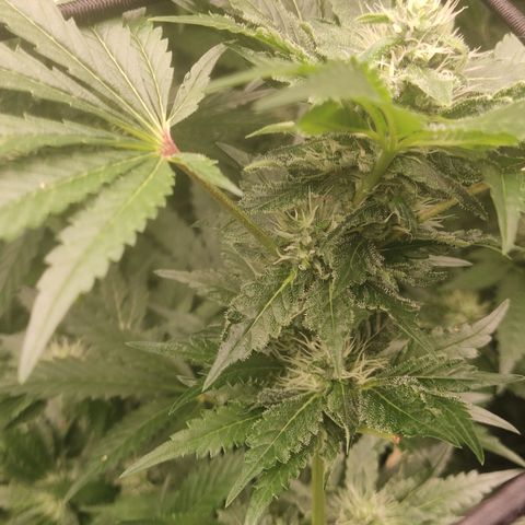 Sour diesel + LSD  Need Seed  growlog timeline photo